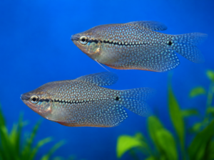 Lot de 2 gouramis diamant (couple)