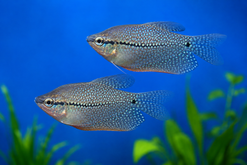 Gourami diamant
