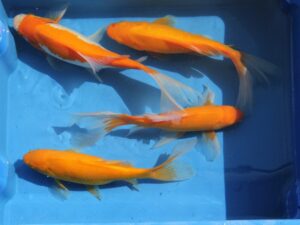Goudvis geel goud 10-12cm voordeelpakket van 8 vissen