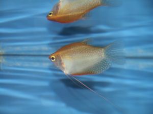 Gourami cosby goudkleur partij van 2 vissen (koppel)