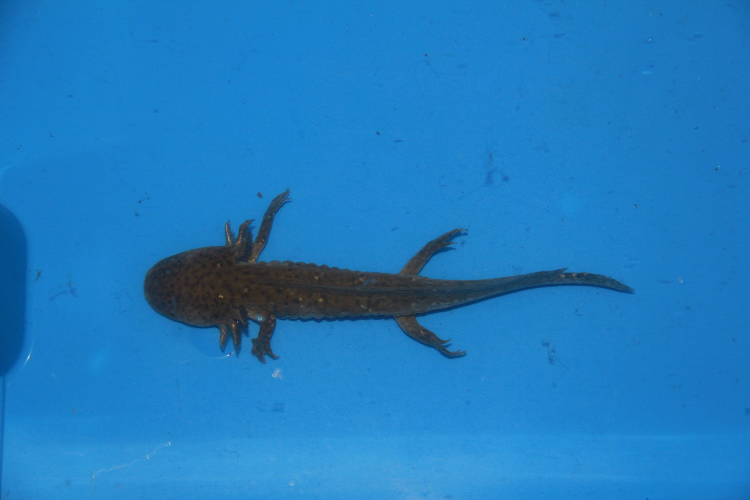 axolotl kopen
