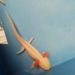 Witte en goudkleurige axolotl