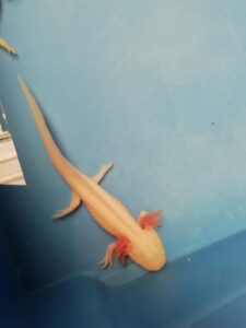 Lees meer over het artikel Witte en goudkleurige axolotl