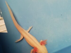 Axolotl goud 10-12cm