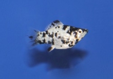 molly dalmatier