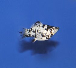 Molly dalmatier ballon