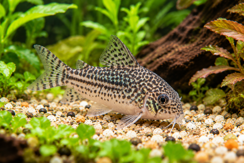 Corydoras sterbai