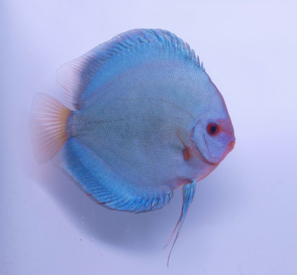 discus