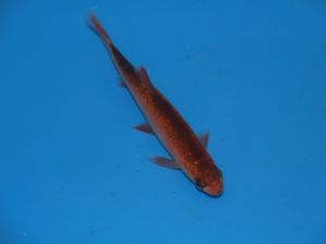 Gardon rouge 4-5 cm +/- lot de 8 poissons
