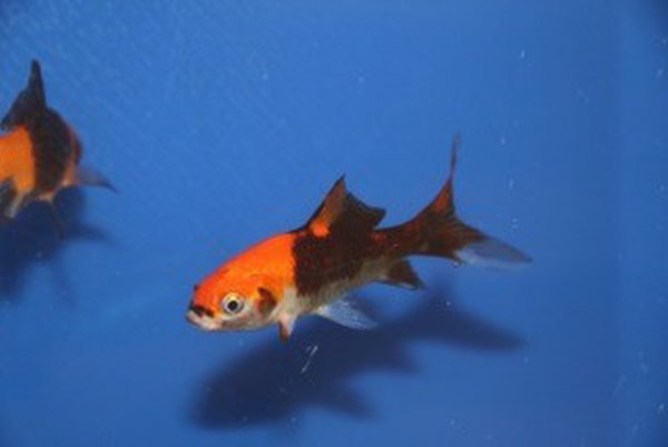 goudvis rood zwart