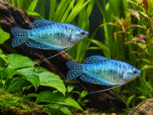 Gourami cosby blauw partij van 2 vissen (koppel)