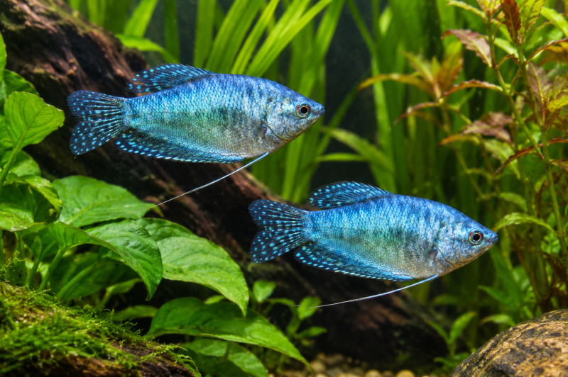 Gourami blauw