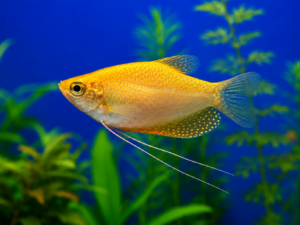 Gourami Cosby doré