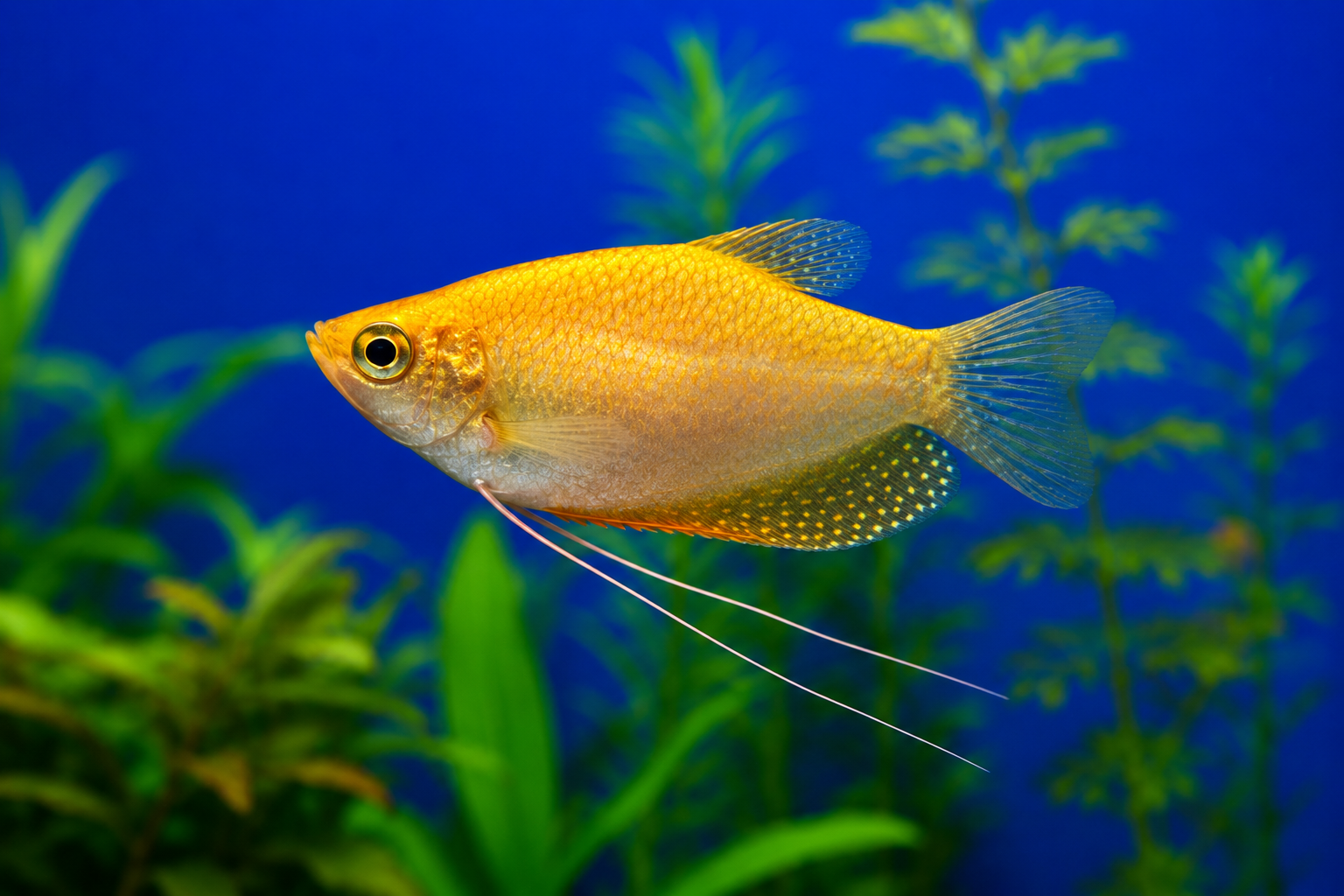 gourami goud bestellen