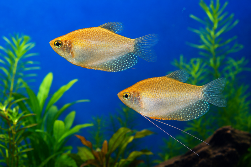 Gourami goud kopen
