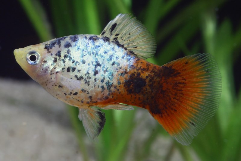 platy coral blue calico