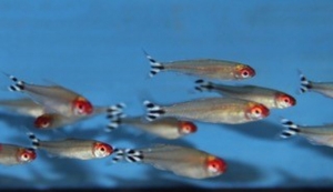 Lees meer over het artikel Nieuwe roodneuszalmpjes large op voorraad klik op tropische vissen – karperzalmachtigen