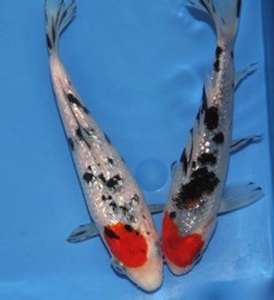 Lire la suite à propos de l’article De nouveau disponible : ginrin sanke 12-15cm