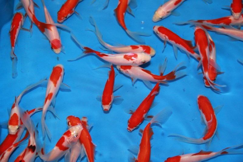 Une femme étonnée que son petit poisson rouge se soit transformé