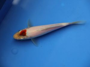 Tancho goromo 15cm