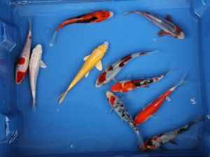 Lot de 10 koi de 12-15cm