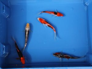Lot de 5 koi doitsu de 12-15cm
