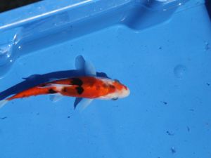 Koi doitsu sanke 15cm