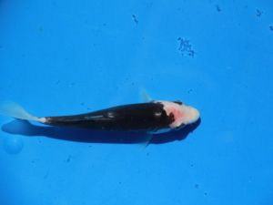 Koi kumonryu 15cm