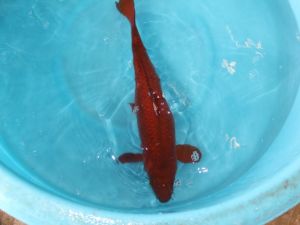 Koi jumbo chagoi 45-50cm