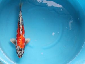 Jumbo koi kikusui