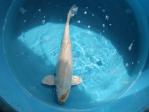 Jumbo koi platina-matsuba 45-50cm