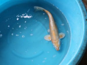 Jumbo koi Kikusui 45-50cm