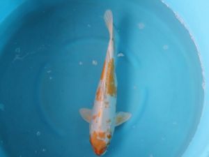 Jumbo koi kikusui 45-50cm