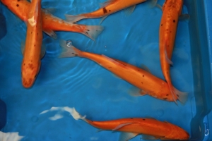 Lire la suite à propos de l’article Nouveau en stock : poissons docteur ou tanches de mongolie dans la taille de 15-20cm.