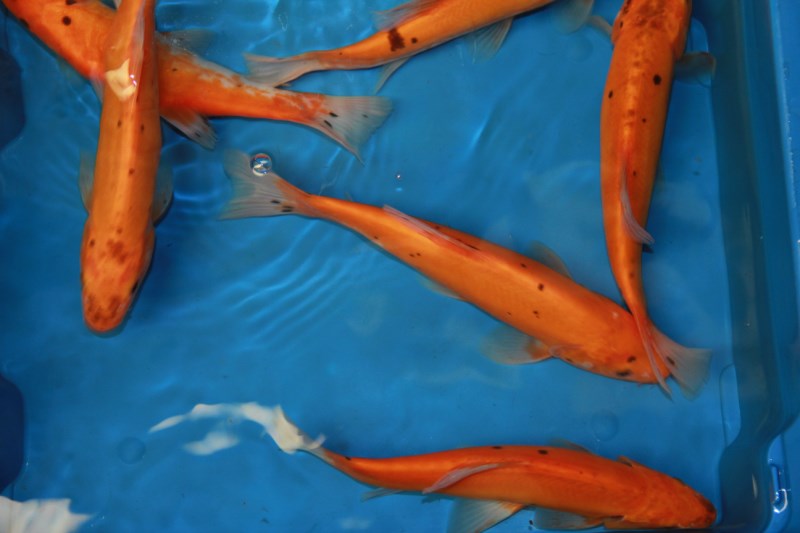 Je bekijkt nu Opnieuw in ons aanbod : doktervissen of goudzeelt in de maat 15-20cm.