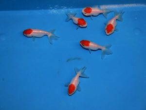 Dos de buffle ranchu voile de Chine red cap 8-10cm +/-