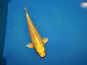 10-12cm koi yamabuki (goudgeel)