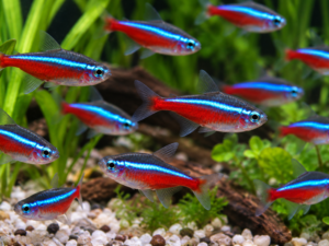 Tetra cardinalis lot de 30 pièces