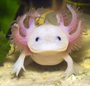 Lire la suite à propos de l’article Axolotl de nouveau en stock!