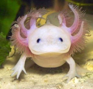 You are currently viewing Axolotl de nouveau en stock!