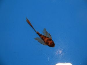 Borstelharnasmeerval rood&zwart 4-5cm (LDA 16 longfin)