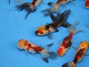 HQ Oranda mix rood&zwart, red cap & tricolor partij van 3 vissen 8-10cm (with high crown)