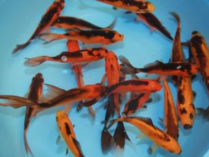 Goudvis rood-zwart & geel-zwart mix van 10 vissen 7-10cm