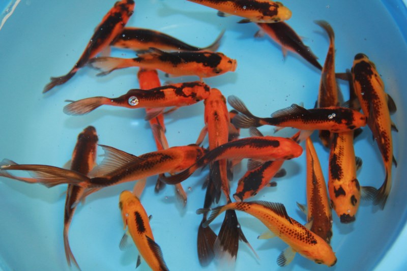 Ook smeren formaat Vijver aanleggen en mooie goudvissen erin met de Siervissen onlineshop.