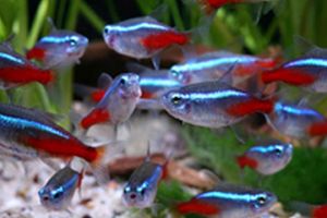 Neon tetra
