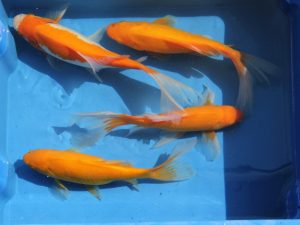 Gele goudvis 15-20cm