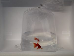 Apart verpakte goudvis, 1 zakje met water en 1 goudvis van 07-10cm groot (met zuurstof gevuld, afgesloten met aluminium beugel)