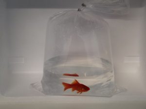 Apart verpakte goudvis, 1 zakje met water en 1 goudvis van 07-10cm groot (met zuurstof gevuld, afgesloten met aluminium beugel)