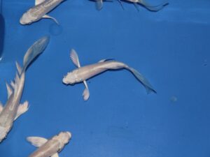 N°306 fotokoi 15cm +/-