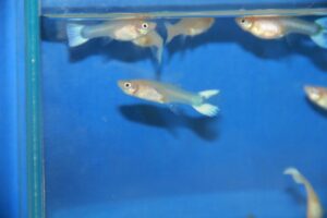 Lees meer over het artikel Witte guppy vrouwen nieuw in de shop!